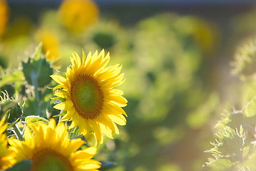 Image showing sunflower field