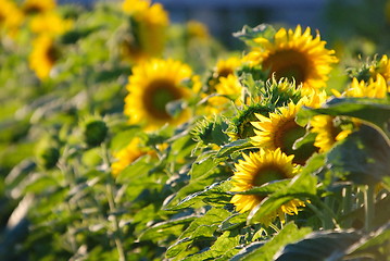 Image showing sunflower field