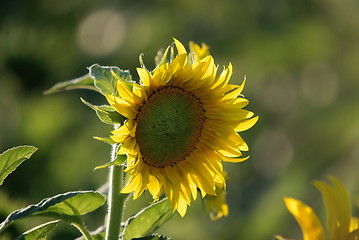 Image showing sunflower field