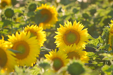 Image showing sunflower field