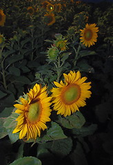 Image showing sunflower field