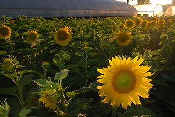 Image showing sunflower field