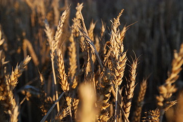 Image showing wheat