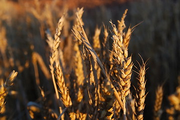 Image showing wheat