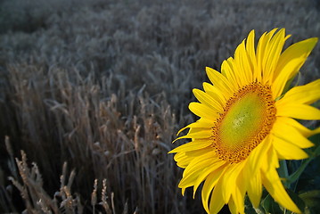 Image showing sunflower closeup with wheat in background