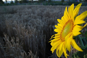 Image showing sunflower closeup with wheat in background