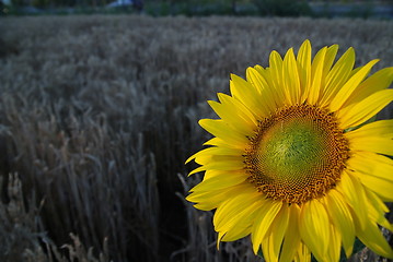 Image showing sunflower closeup with wheat in background