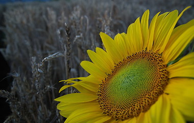 Image showing sunflower closeup with wheat in background