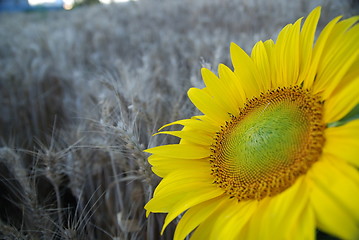 Image showing sunflower closeup with wheat in background