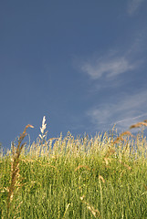 Image showing meadow 