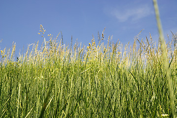 Image showing meadow 