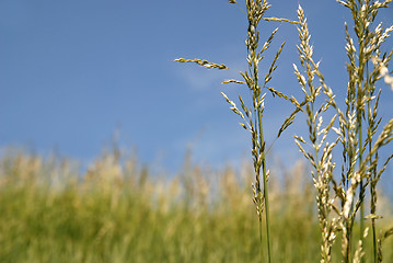 Image showing meadow 