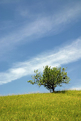 Image showing tree on meadow at sunny day