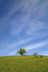 Image showing tree on meadow at sunny day