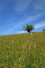 Image showing tree on meadow at sunny day