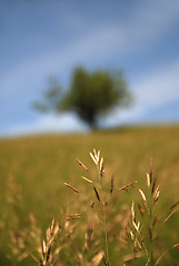 Image showing meadow 