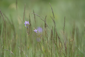 Image showing green grass (with telephoto lens)