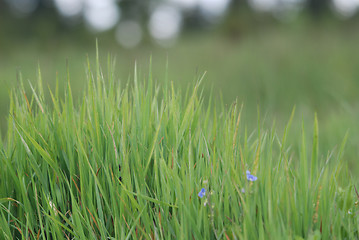 Image showing green grass (with telephoto lens)