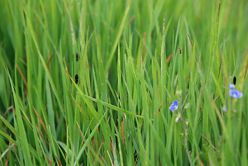 Image showing green grass (with telephoto lens)