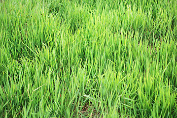 Image showing green grass (with telephoto lens)