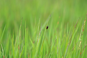Image showing green grass and lonely bug  (with telephoto lens)