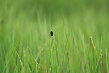 Image showing bug on  top of grass (with telephoto lens)