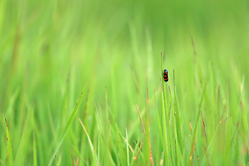 Image showing green grass and bug (with telephoto lens)