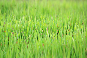 Image showing green grass (with telephoto lens)