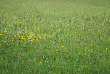 Image showing green grass (with telephoto lens)