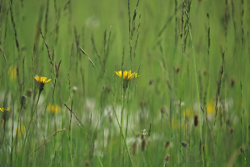 Image showing green grass (with telephoto lens)