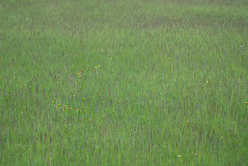 Image showing green grass (with telephoto lens)