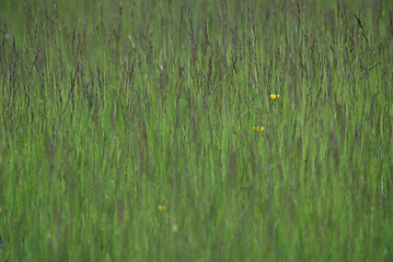 Image showing green grass (with telephoto lens)