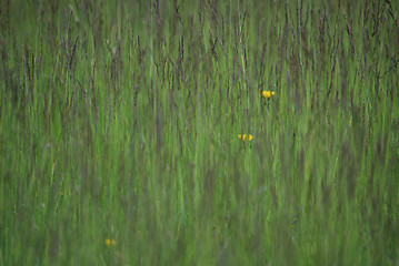 Image showing green grass (with telephoto lens)