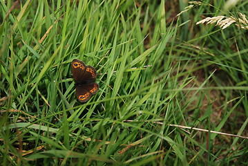 Image showing brow butterfly in grass