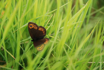 Image showing brow butterfly in grass