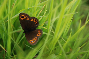 Image showing brow butterfly in grass