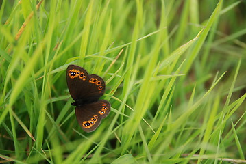 Image showing brow butterfly in grass