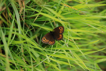 Image showing brow butterfly in grass