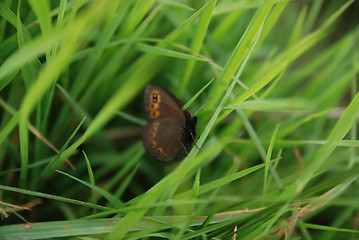 Image showing brow butterfly in grass