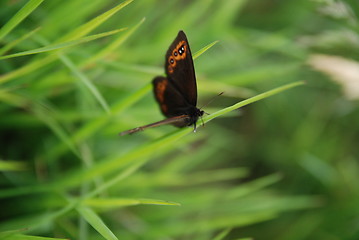 Image showing brow butterfly in grass