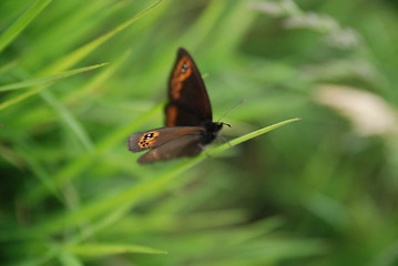 Image showing brow butterfly in grass