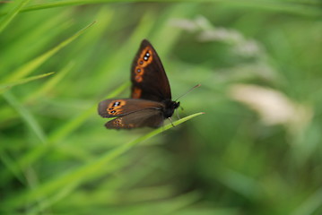 Image showing brow butterfly in grass