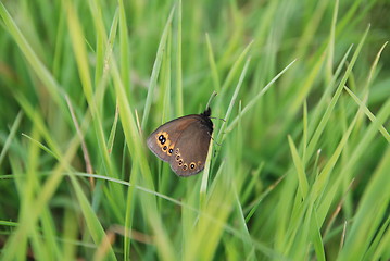 Image showing brow butterfly in grass