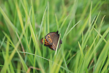 Image showing brow butterfly in grass