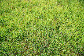 Image showing grass