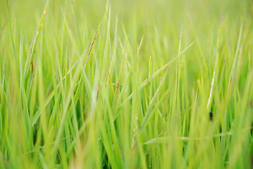 Image showing green grass (with telephoto lens)