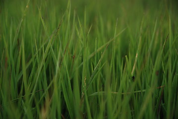 Image showing green grass (with telephoto lens)