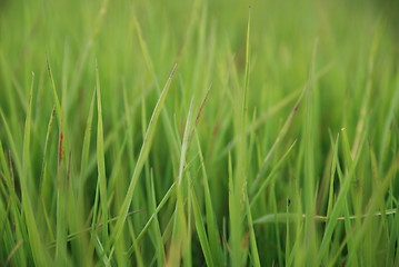 Image showing green grass (with telephoto lens)