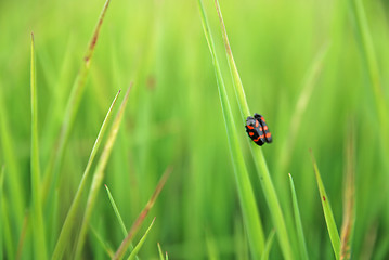 Image showing small love romance in grass