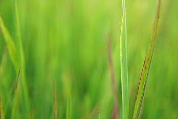 Image showing grass